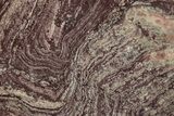 Polished, Neoproterozoic Stromatolite (Conophyton) - Morocco #350942-1
